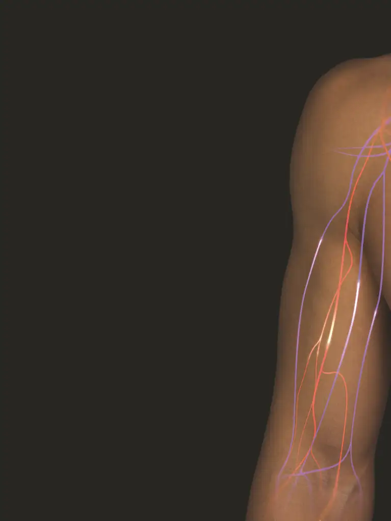05_Blood-Circulation